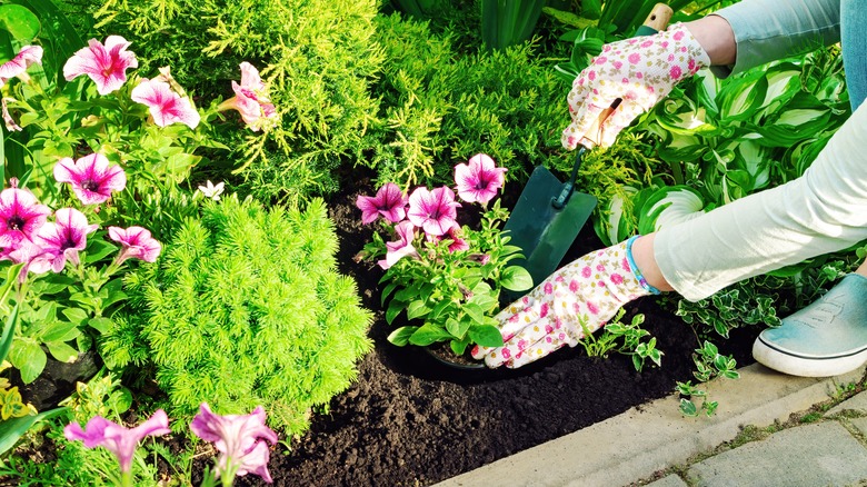 Plants in a garden