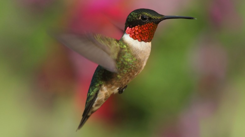 Ruby-throated hummingbird in flight