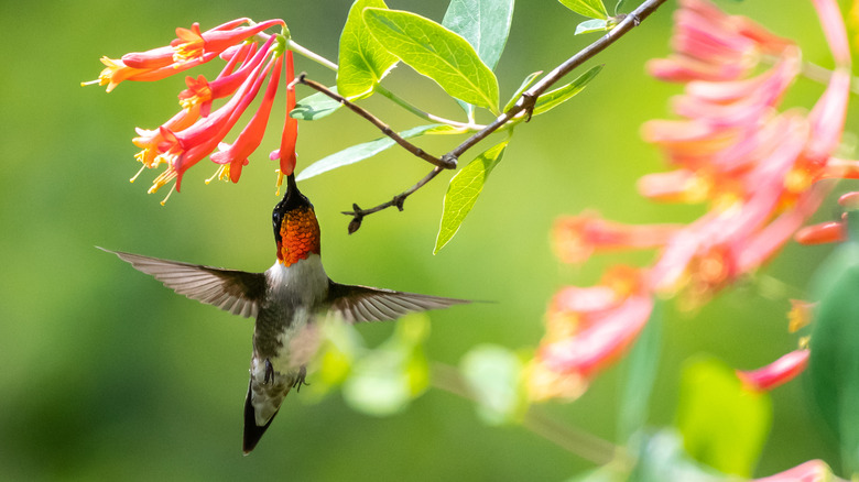 Hummingbird eating nectar