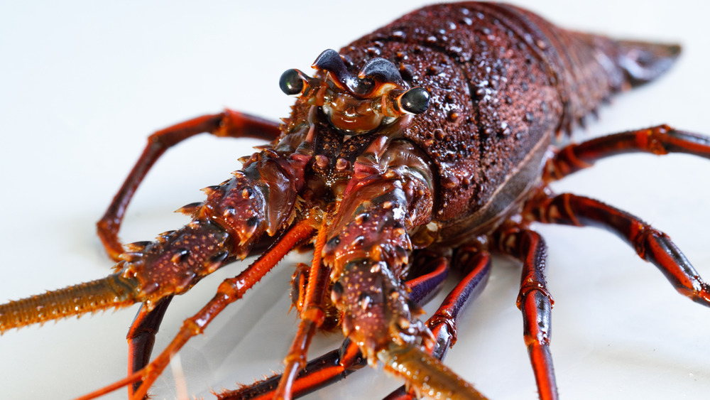lobster shell, spiny lobster