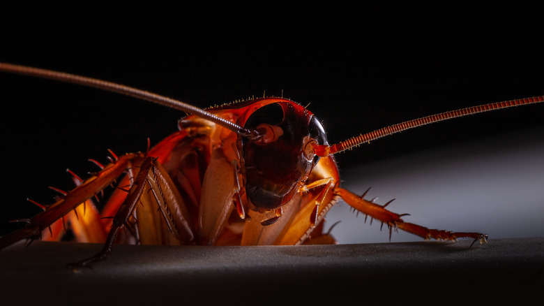 A cockroach
