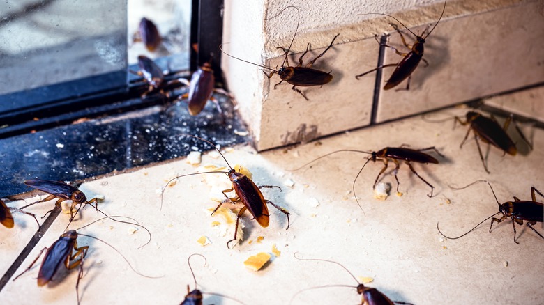 A group of roaches