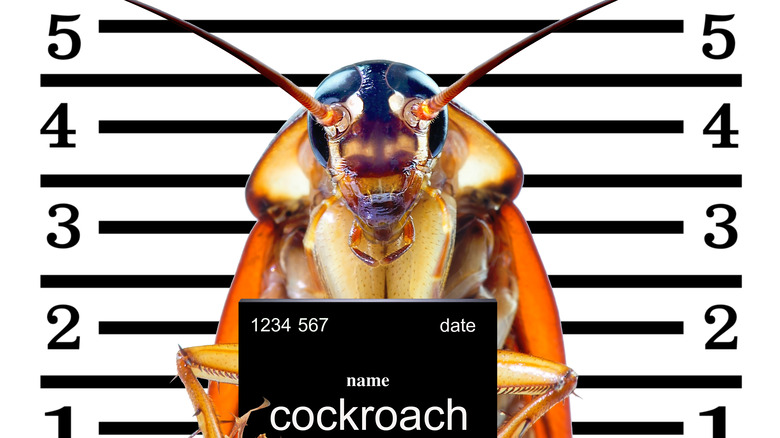 Cockroach mugshot