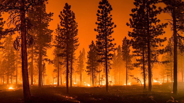 Wildfire burning down forest