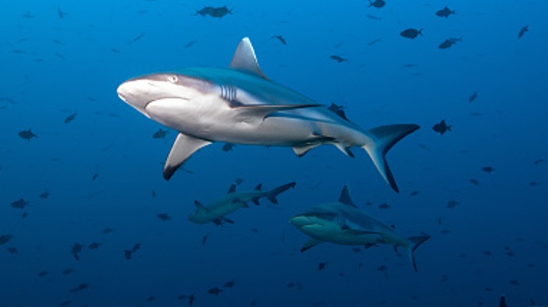Three sharks surrounded by fish