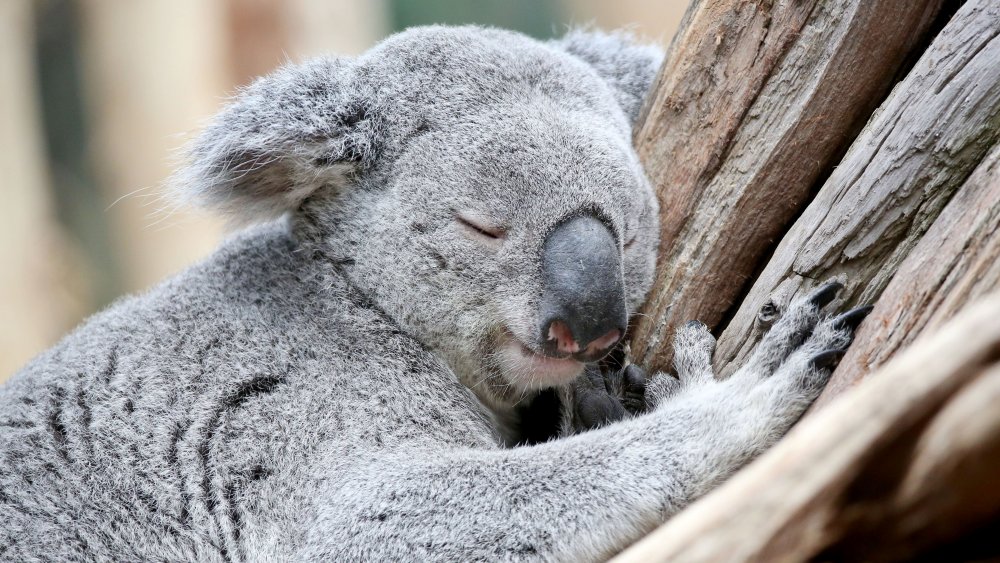 How Long Do Koalas Really Sleep In A Day?