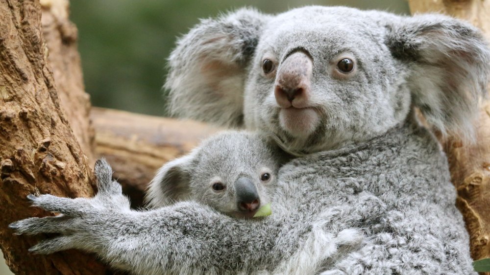 Koala