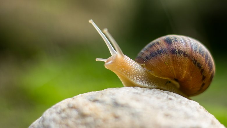 Snail