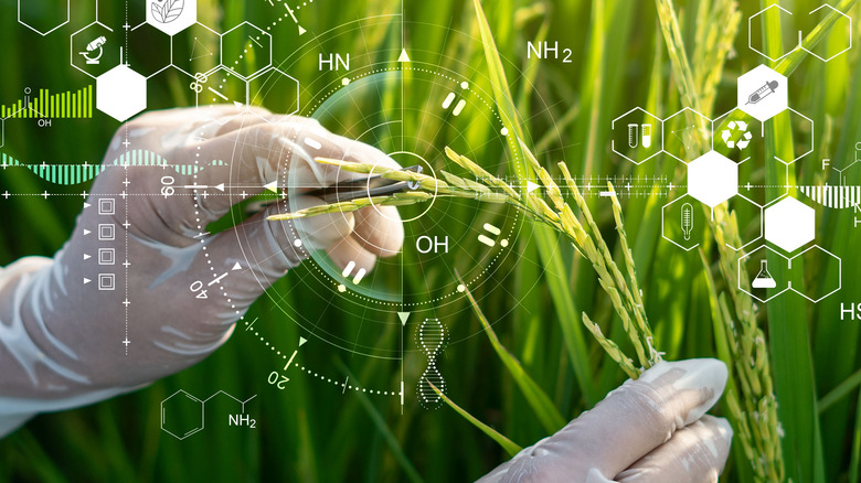 Genetic material genome mapping grain