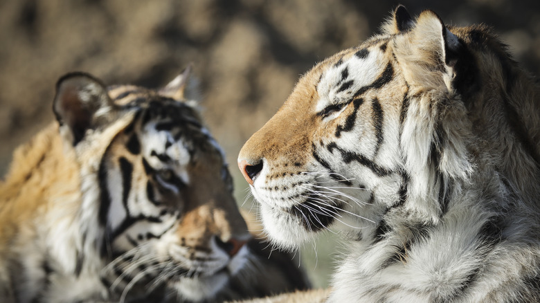 tigers rescued from zoo