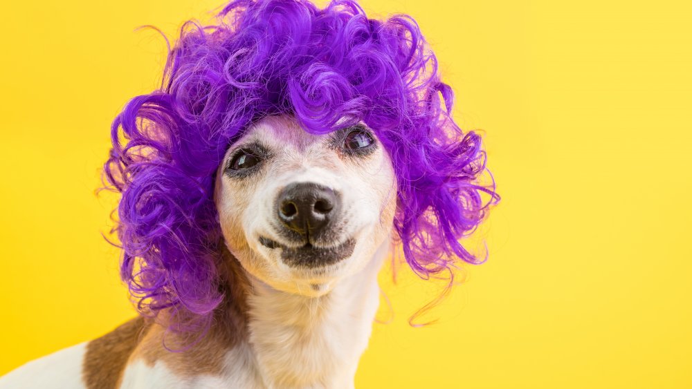 Dog with wig