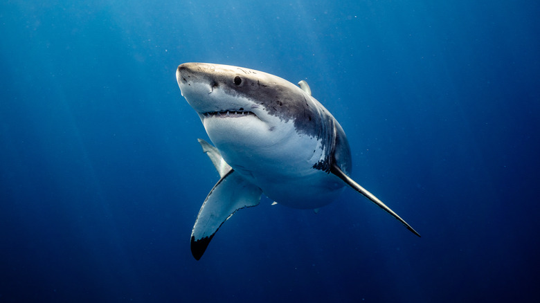 Great White Shark