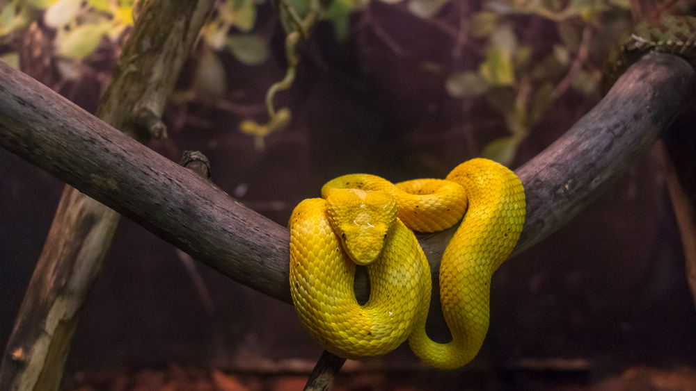 Yellow eyelash viper (Bothriechis schlegelii)