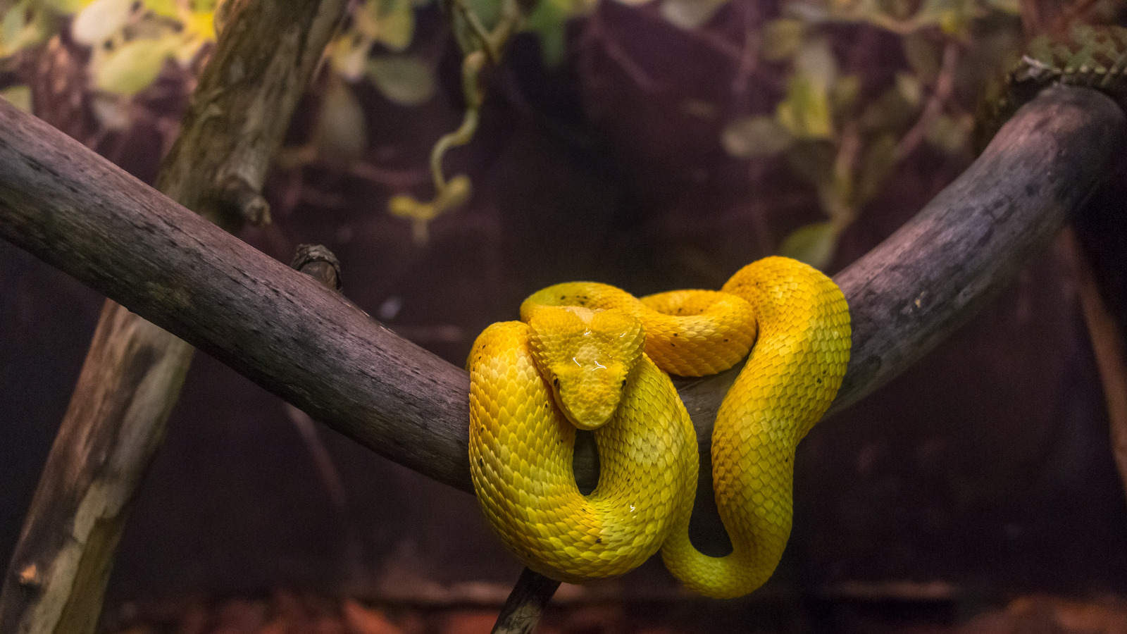 How Many Snakes Are Actually On Snake Island?