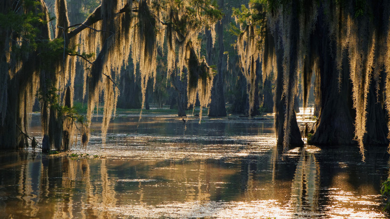 A bayou 