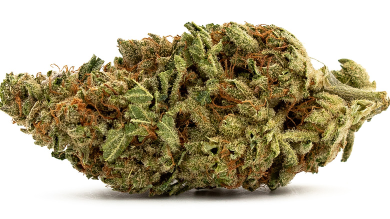 A bud of marijuana