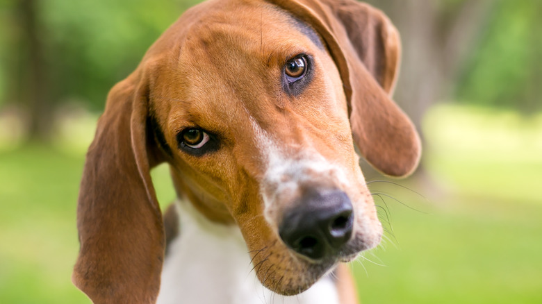 American Foxhound