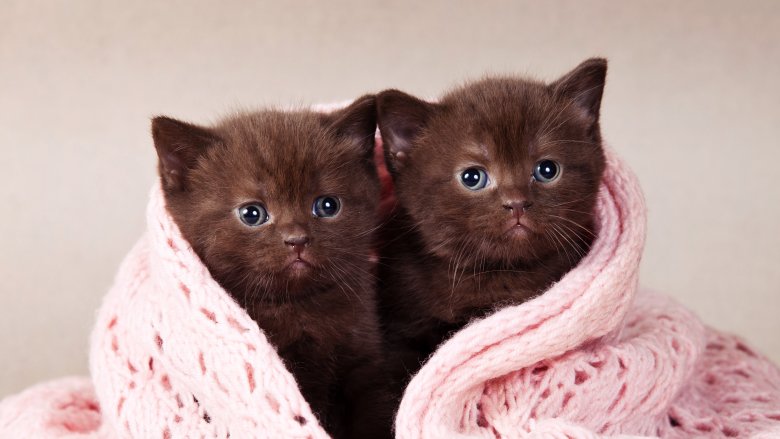 Cat, Twins, Clone