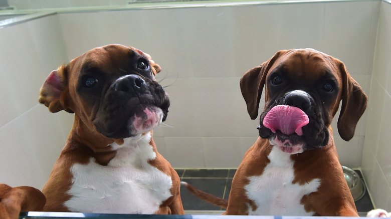 more cloned dogs