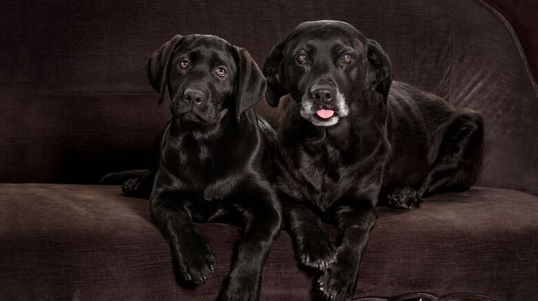 cloned dogs