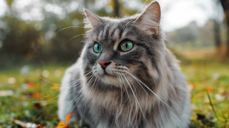 Maine coon cat