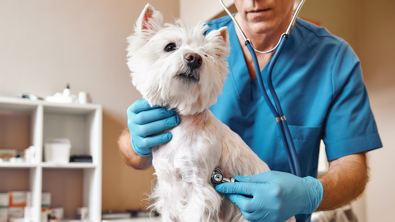 Dog with veterinarian