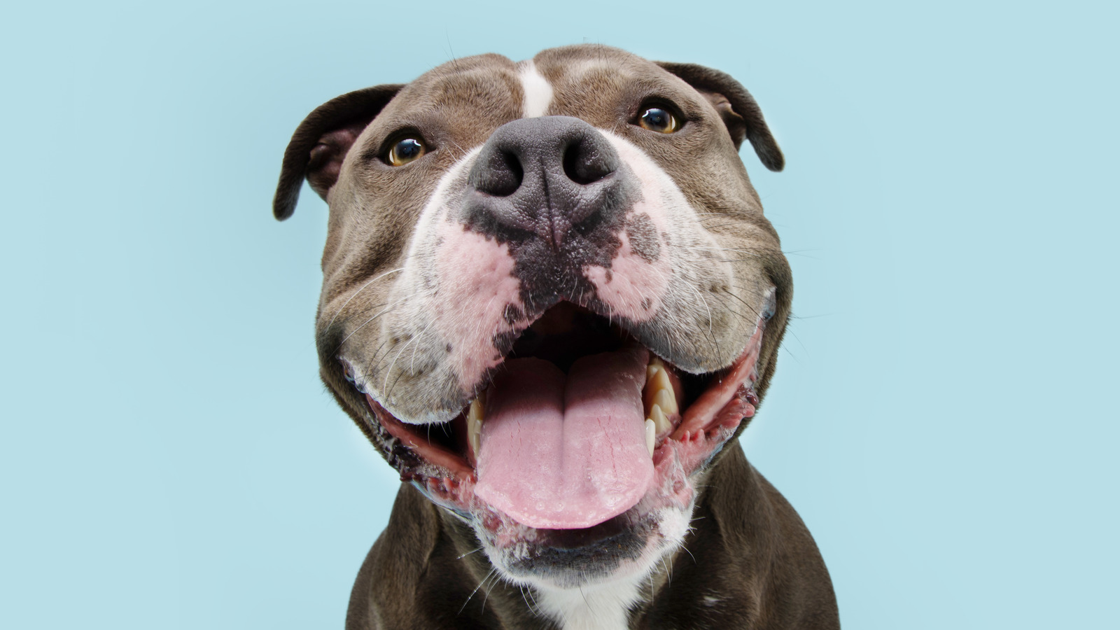 How Much It Really Costs To Have A Dog