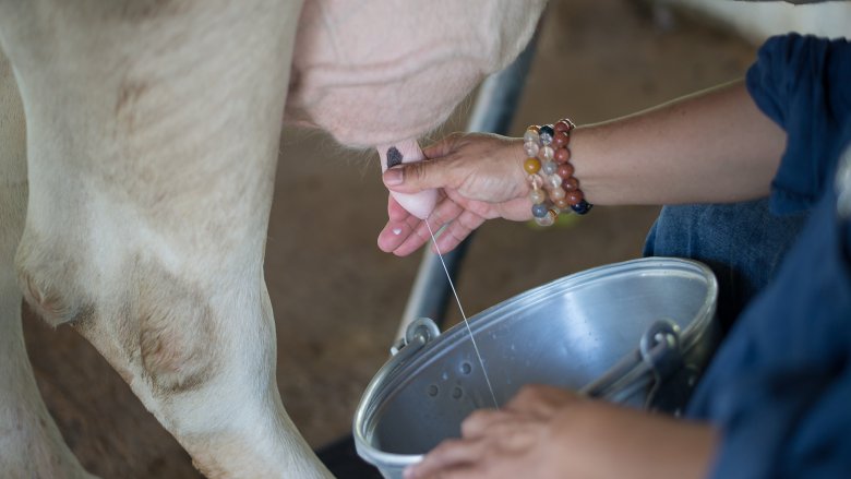 How Much Milk Does A Cow Produce In Its Lifetime