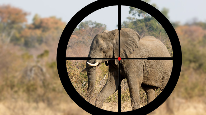 an elephant in gun's sights