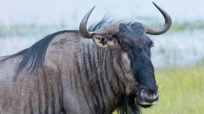 a wildebeest surrounded by grass