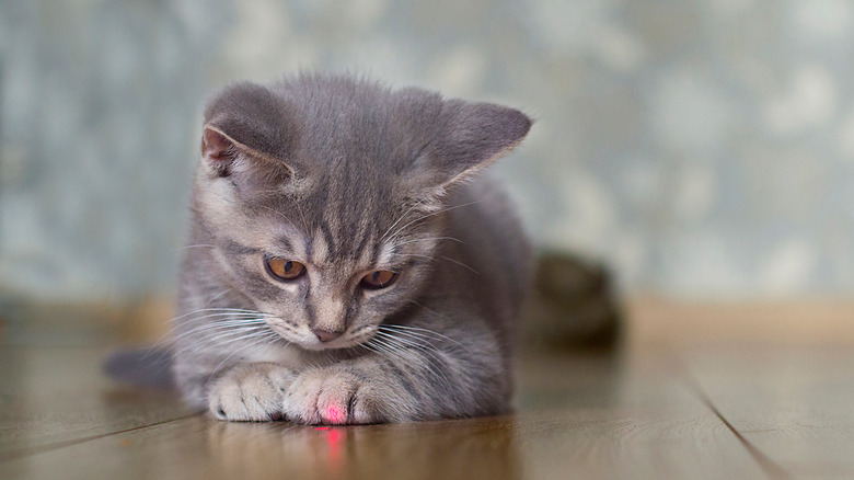 Cat playing with laser pointer