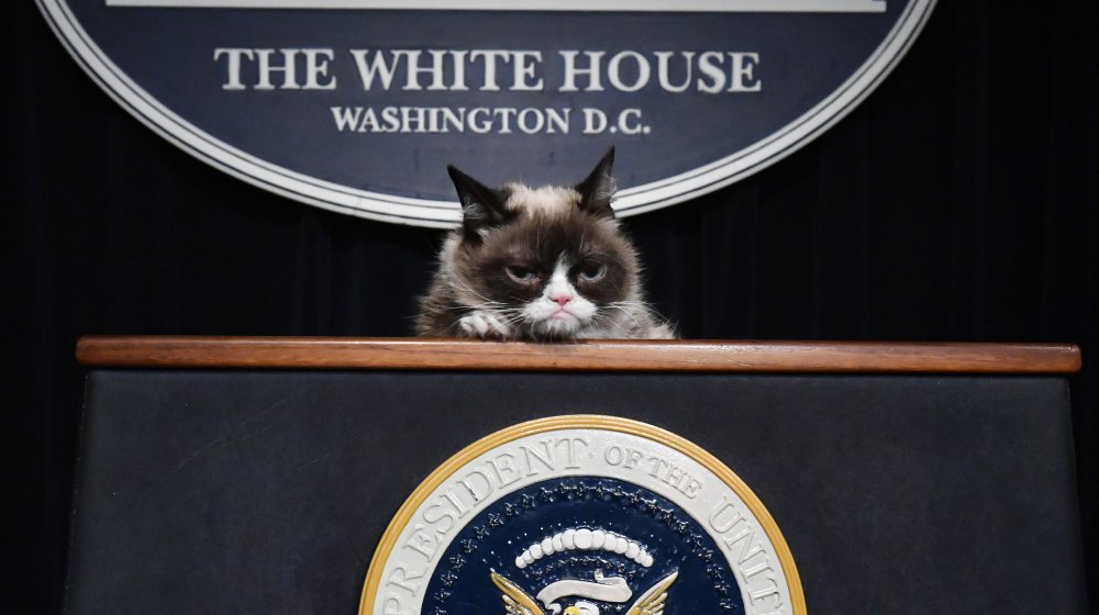 grumpy cat white house