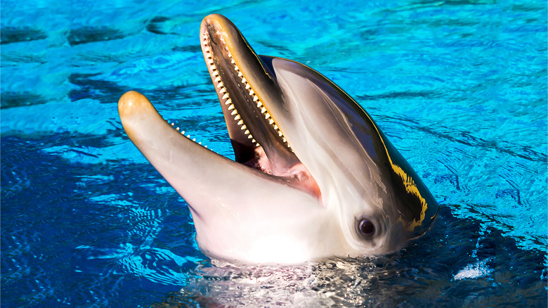 Dolphin smiling