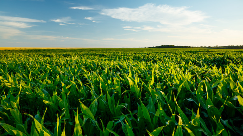 Green field