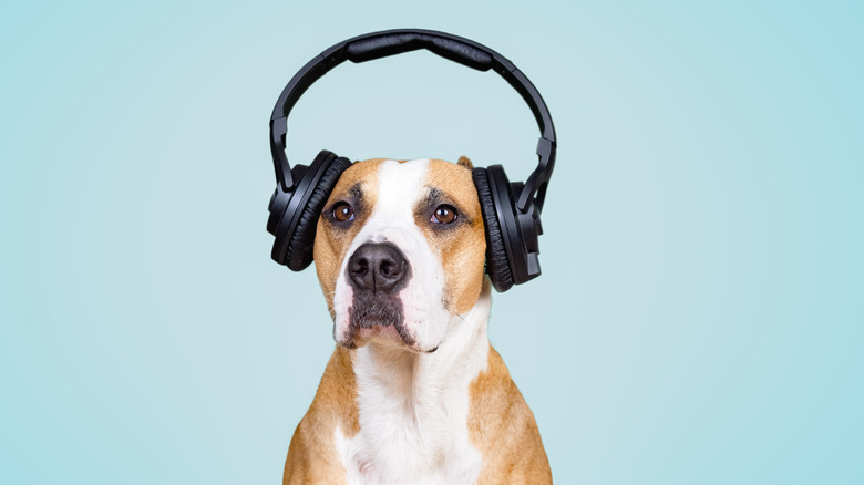 dog wearing headphones