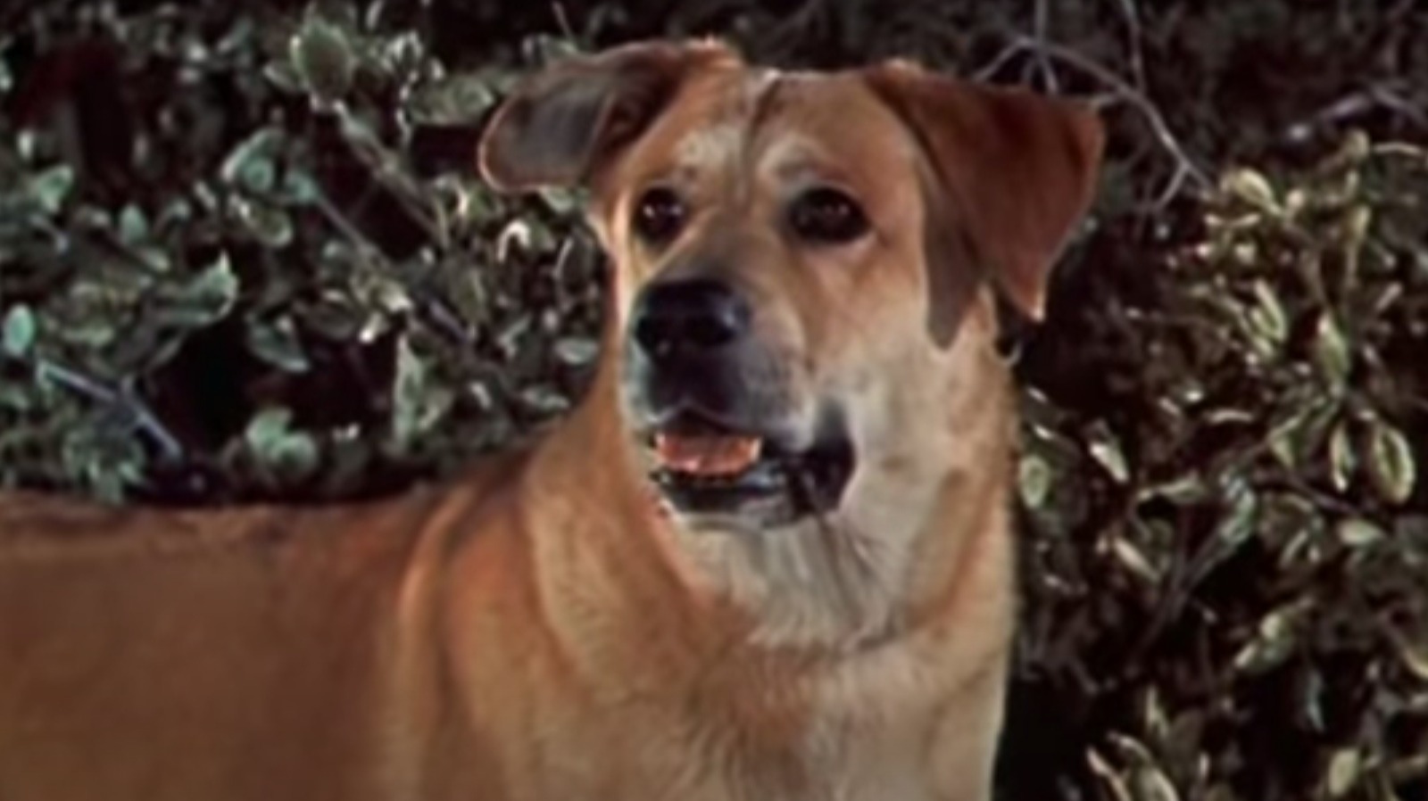 dogs with rabies in movies