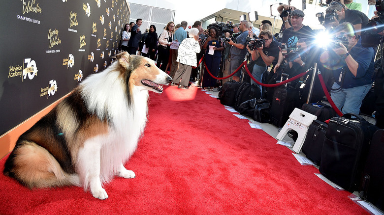 Lassie being photographed