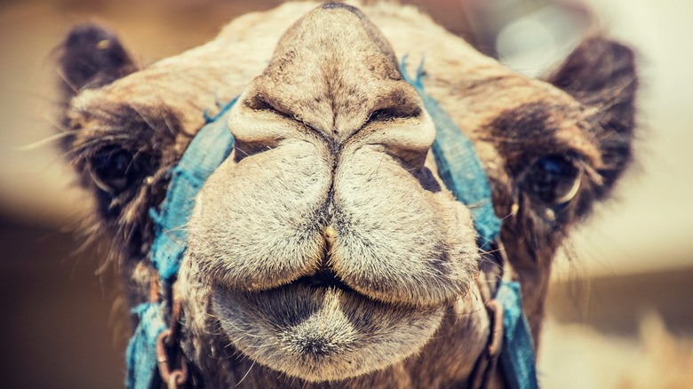 Camel Face