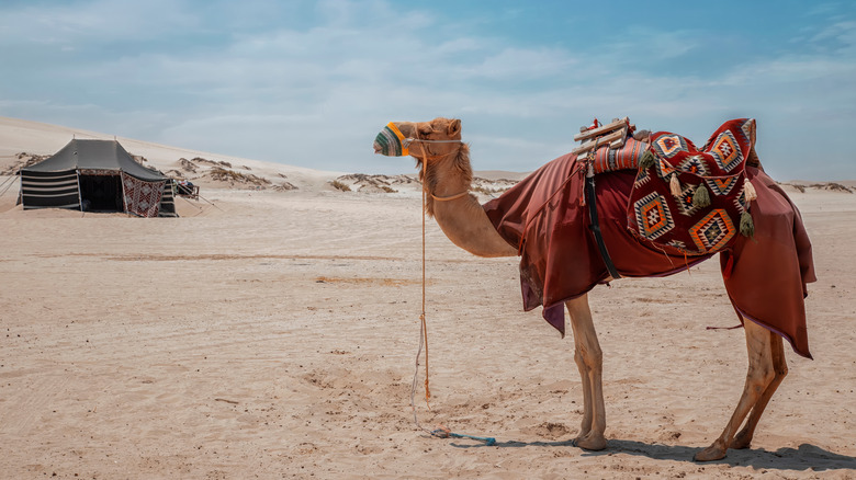 Camel