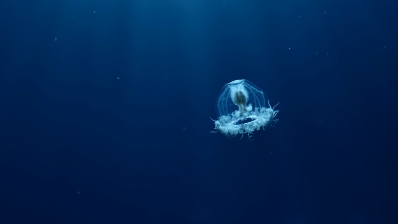Immortal jellyfish underwater