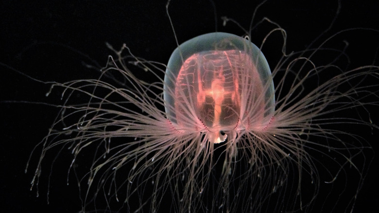 A jellyfish