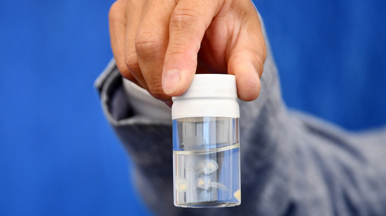 Person's hand holding two tiny immortal jellyfish in a tube