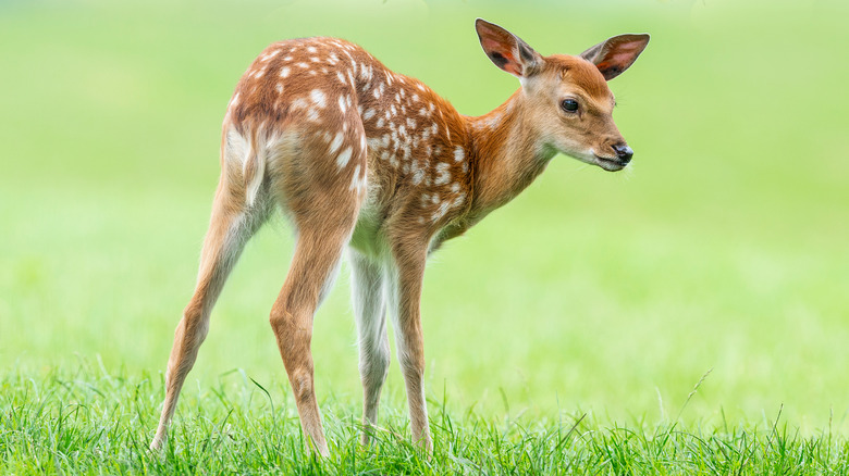 fawn in a lawn