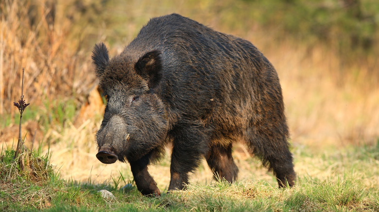 Wild boar