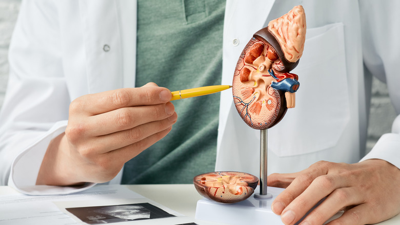 doctor pointing at kidney model
