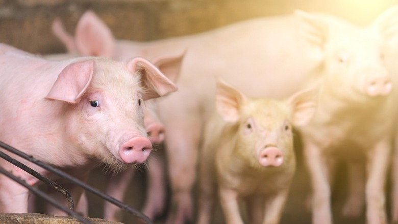 pigs standing in a group