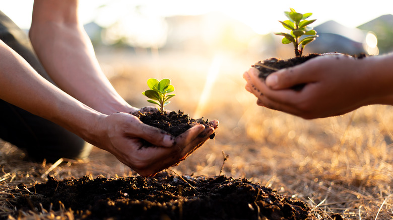 planting new trees