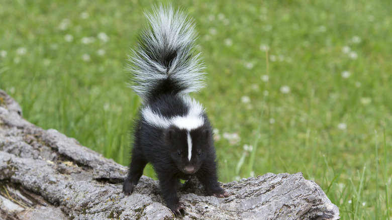 skunk staring