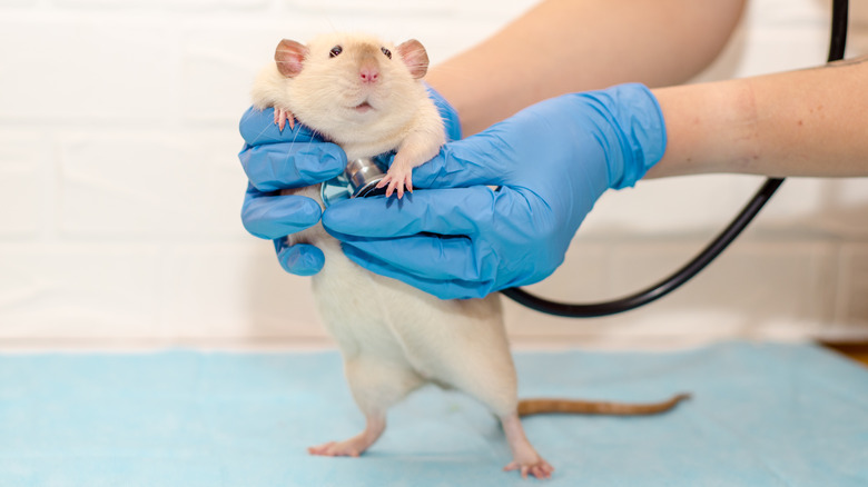 rat getting heart checked with stethoscope 