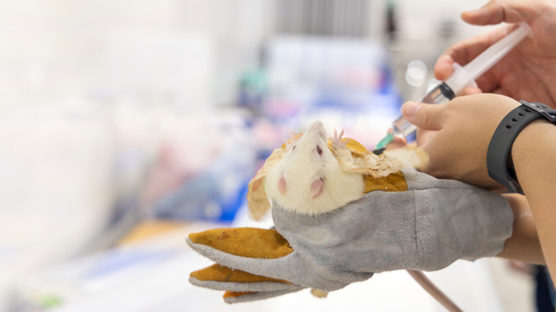 Rat being held for examination 